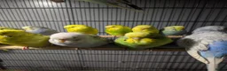 Budgerigars birds for sale: Lovely Group of Budgies  - Advert 6