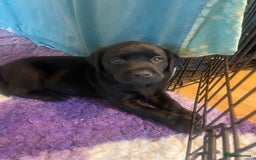 Labrador Retriever dogs for sale: 10 Beautiful black Labrador puppies - Image 26