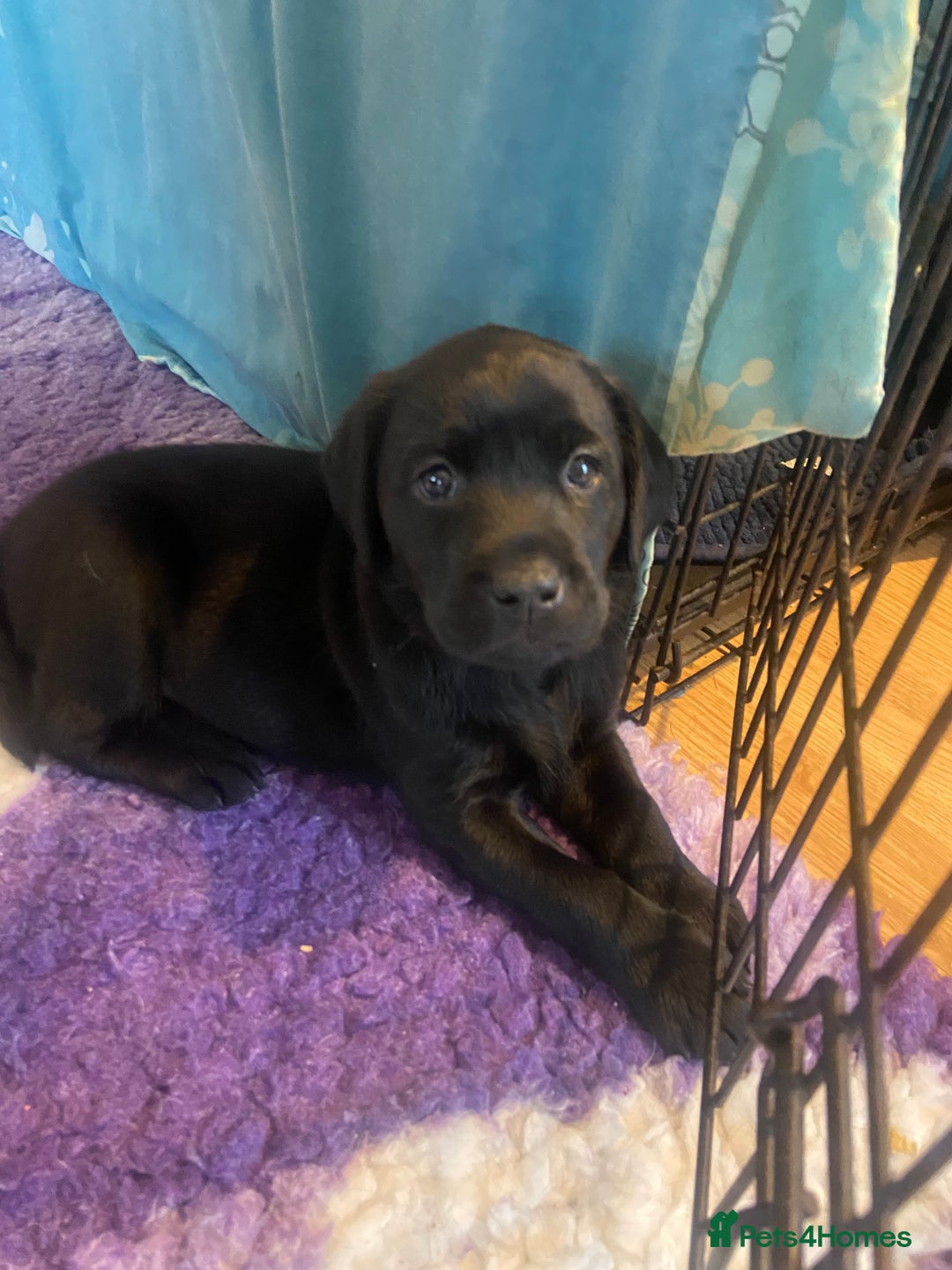 Labrador Retriever dogs for sale: 10 Beautiful black Labrador puppies - Image 26