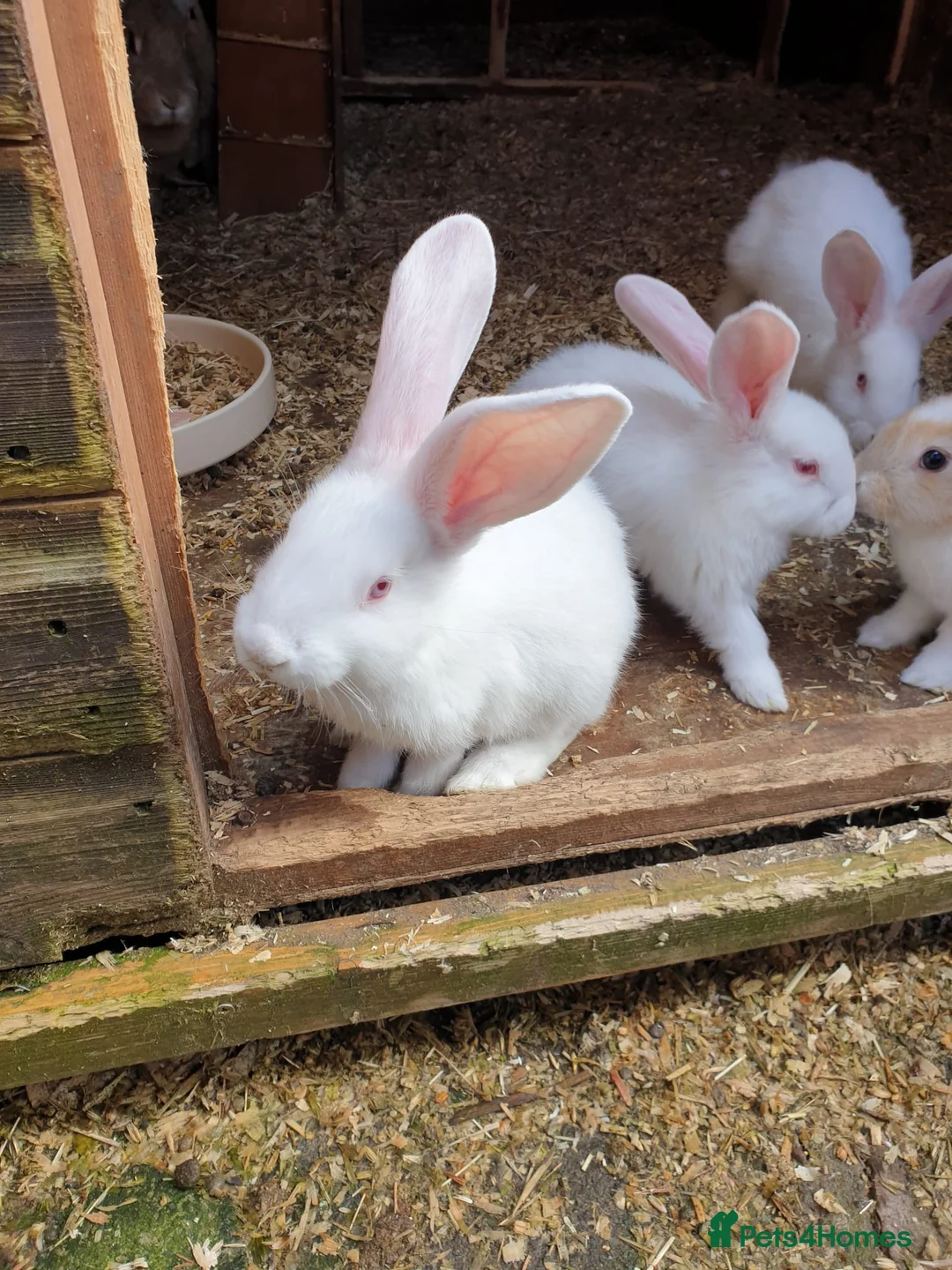 Continental Giant rabbits for sale: 7 continental giants  - Advert 1