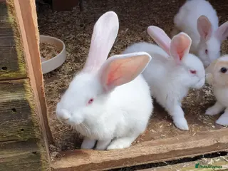 Continental Giant rabbits 7 continental giants - Advert 10