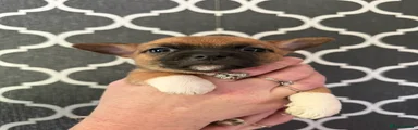 Jack Chi Puppy 1