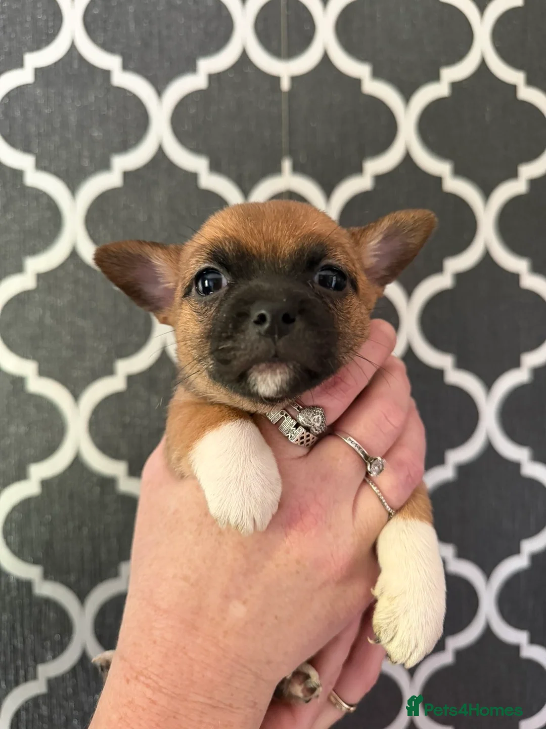 Jack Chi dogs for sale: 2 chihuahua cross jack Russell  - Advert 2