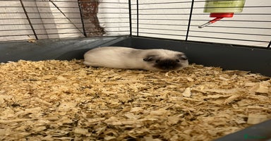 Guinea Pig rodents - Advert 9