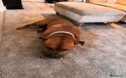 American Bully dogs for sale: Brutus  - Image 4