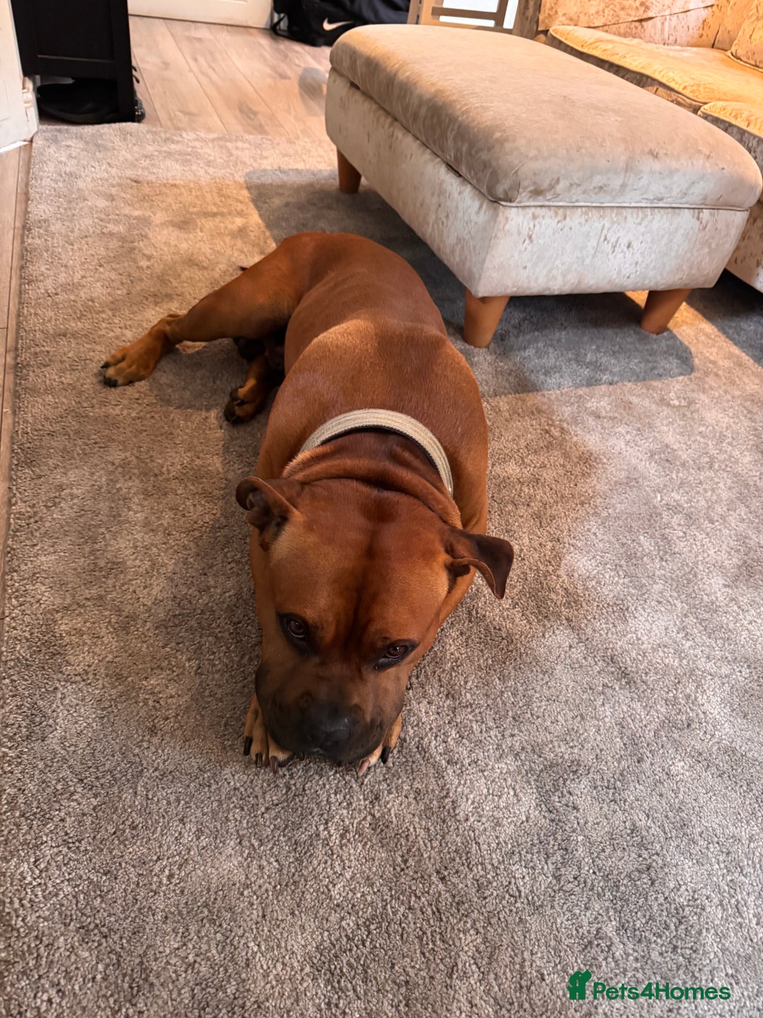 American Bully dogs for sale: Brutus  - Image 4