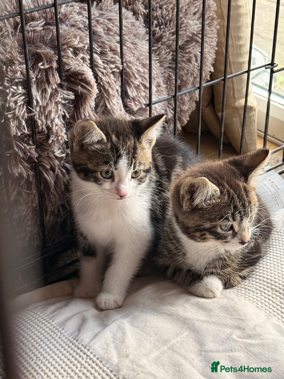 Mixed Breed cats Stunning kittens ready now two brothers  - Advert 2