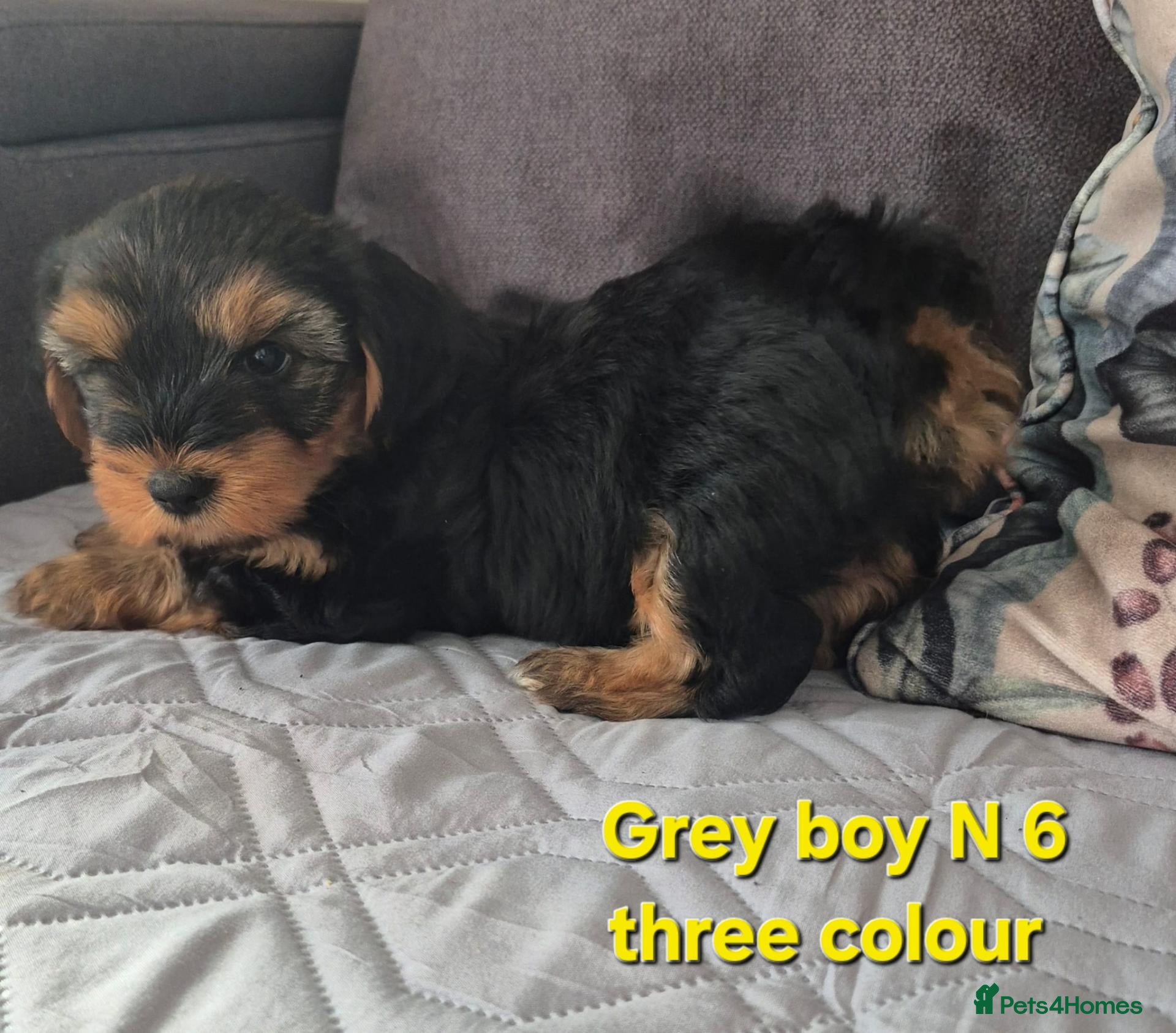 Mixed Breed dogs Ready now Yorkshire terriers puppy's  - Advert 2