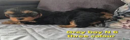 Mixed Breed dogs for sale: Ready now Yorkshire/Biewier terriers puppy's  - Advert 3