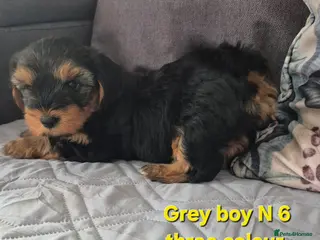 Mixed Breed dogs Ready now Yorkshire terriers puppy's - Advert 2