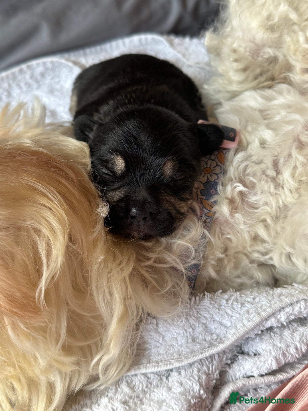 Mixed Breed dogs for sale: Froodle pups  - Image 9