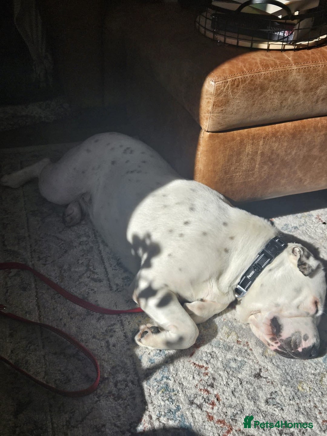 Mixed Breed dogs for adoption: Izzy  - Image 7