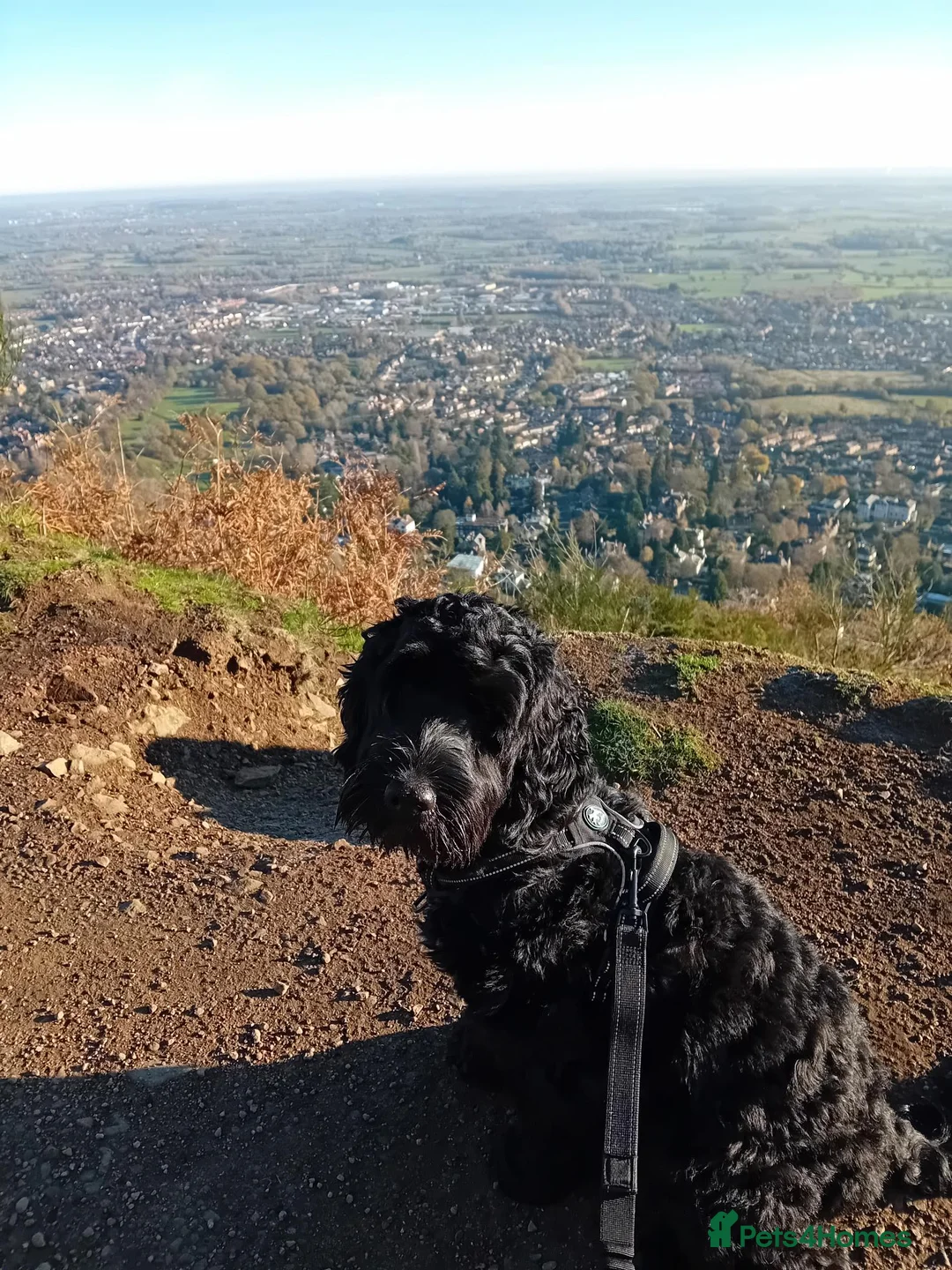 Cockapoo dogs for sale: Teddy  in Malvern - Advert 2