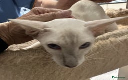 Siamese cats for sale: Lovely Siamese female Lilac Point Active Register - Image 1