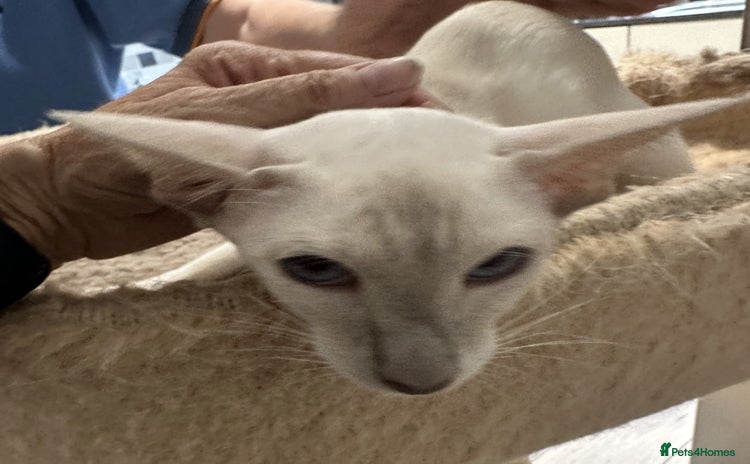 Siamese cats - Advert 1