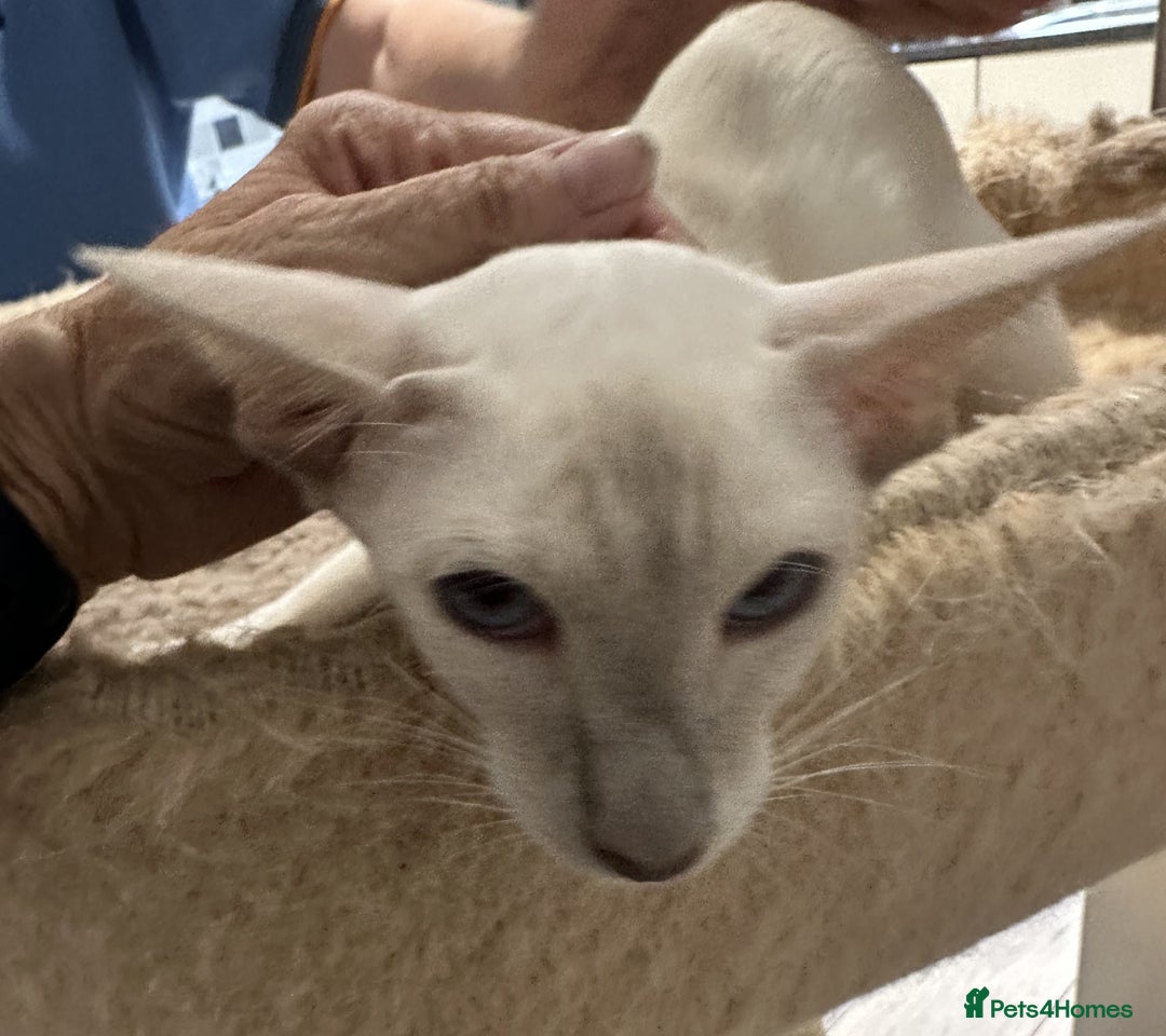 Siamese cats for sale: Lovely Siamese female Lilac Point Active Register - Image 1
