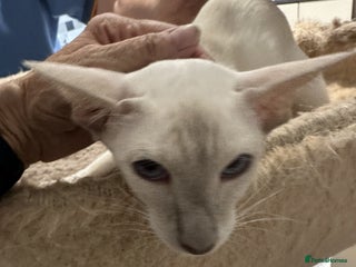 Siamese cats - Advert 27