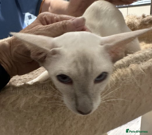 Siamese cats - Advert 10