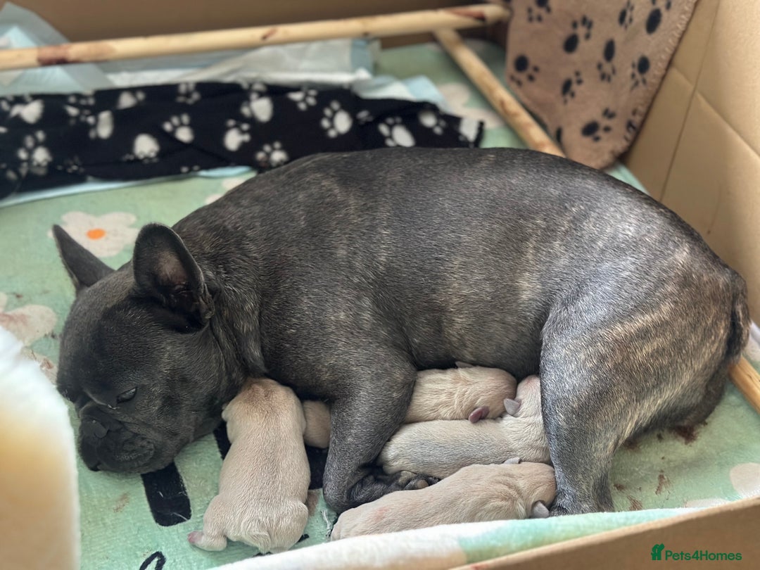French Bulldog dogs for sale: KC REG QUALITY FRENCH BULLDOG PUPPIES! - Image 2