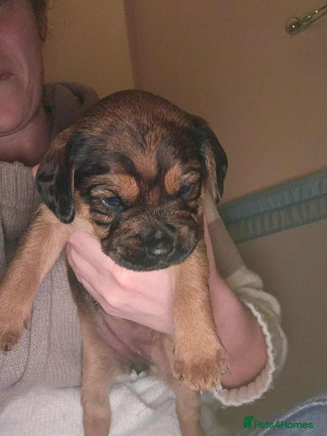 Mixed Breed dogs for sale: 4 beautiful pups for sale - Advert 7