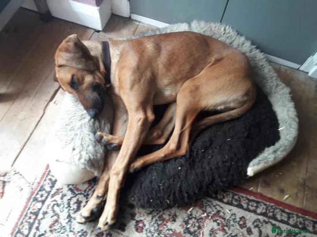 Mixed Breed dogs for adoption: Sweet Lily 5 months old Seguigio Cross - Image 3