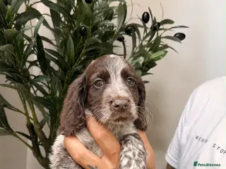 Cocker Spaniel dogs Cockerspaniel puppies - Advert 2