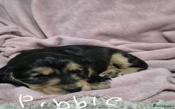 Cocker Spaniel dogs for sale: Health Tested Cocker spaniel puppies  - Advert 4