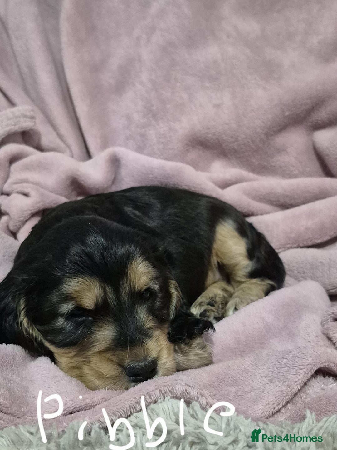 Cocker Spaniel dogs for sale: Health Tested Cocker spaniel puppies  - Advert 4