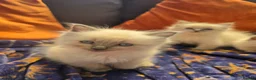 Ragdoll cats for sale: ragdoll kittens  - Advert 6