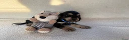 Cocker Spaniel dogs for adoption: showtime cocker spaniel puppies in Ipswich - Advert 13