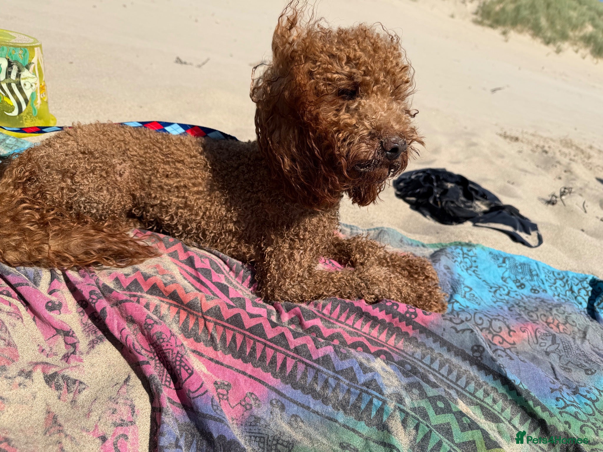 Toy Poodle dogs Stunning Red Toy Poodle Carlos for stud  - Advert 12