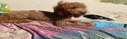 Toy Poodle dogs for stud: Stunning Red Toy Poodle Carlos for stud  - Advert 1