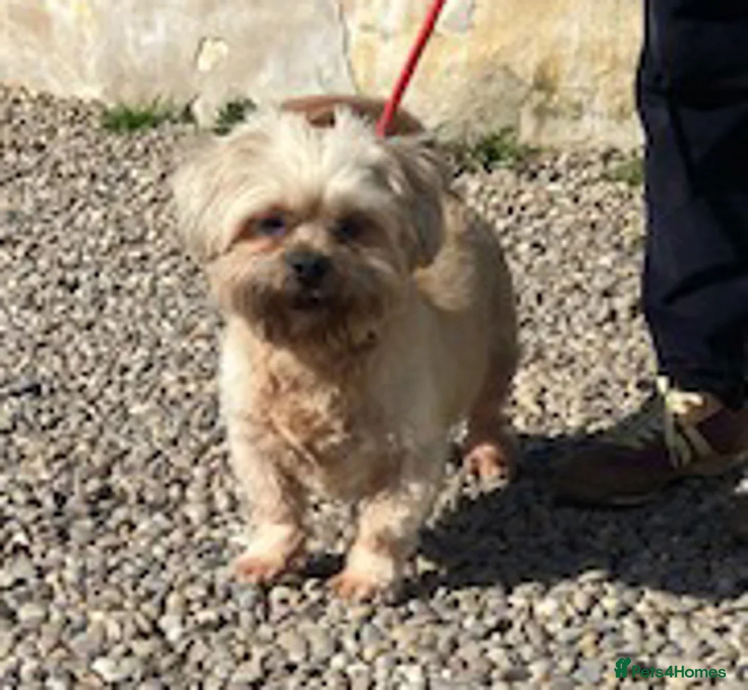 Shih Tzu dogs for adoption: Adorable Oscar wants a new loving forever home - Advert 1