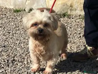 Shih Tzu dogs Adorable Oscar wants a new loving forever home - Advert 1