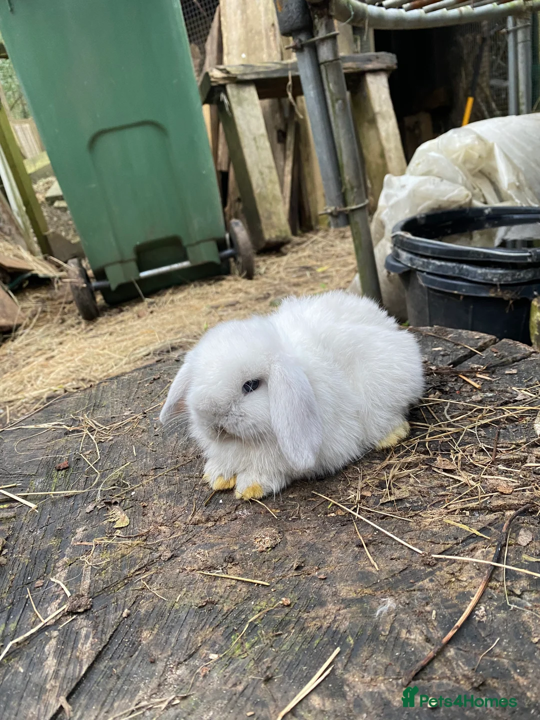 Mini Lop rabbits for sale: 100% Pure Family Bred Seal Point Mini Lop Bunnies - Advert 2