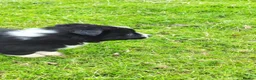 Border Collie dogs for sale: Specialist Bred Border Collie Pups Merle - Advert 3
