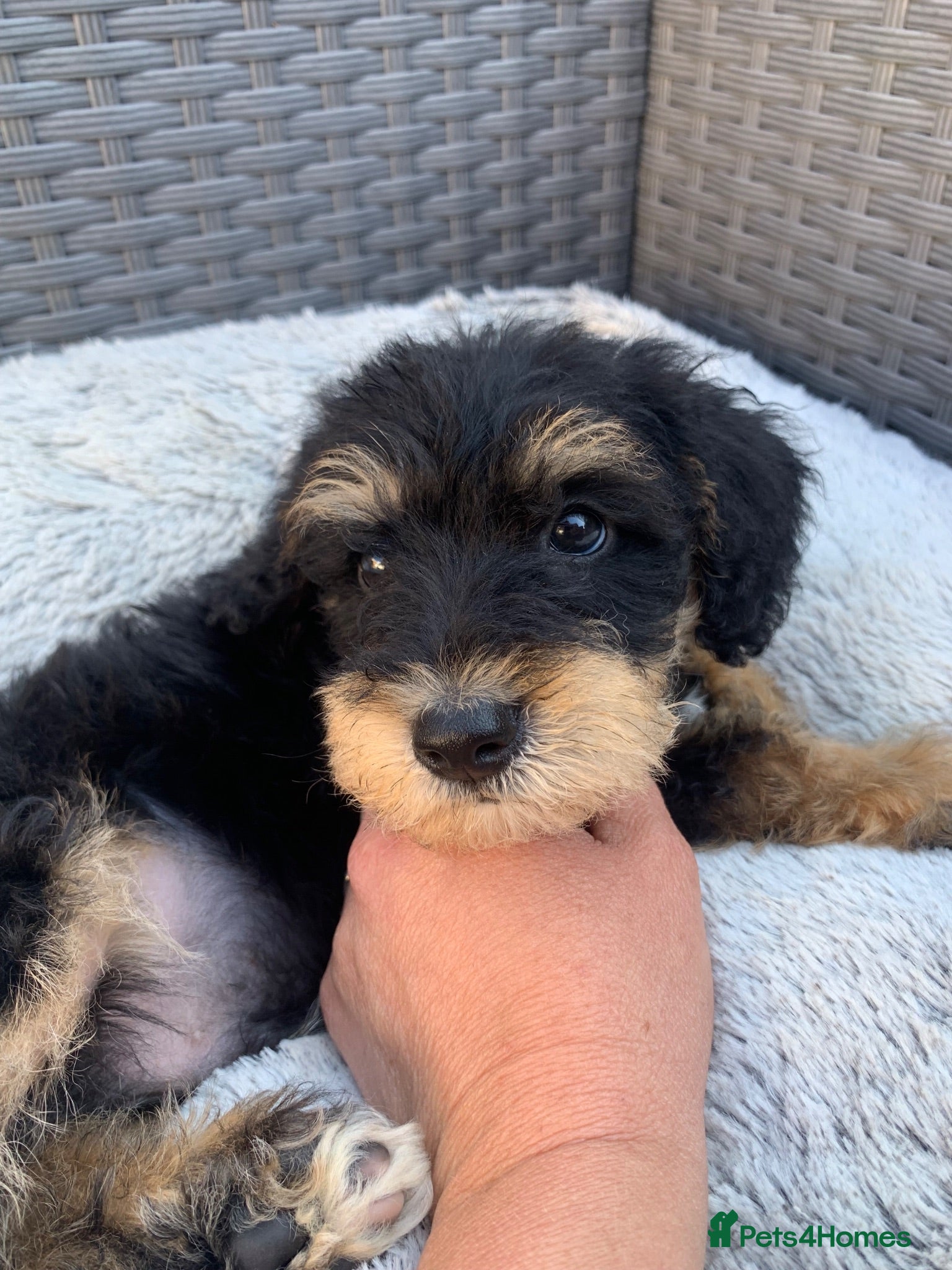 Schnoodle dogs The last boys ready to leave for their forever 🏡 - Advert 2