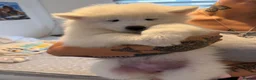 Samoyed dogs for sale: Beautiful pedigree kc Samoyed  - Advert 10