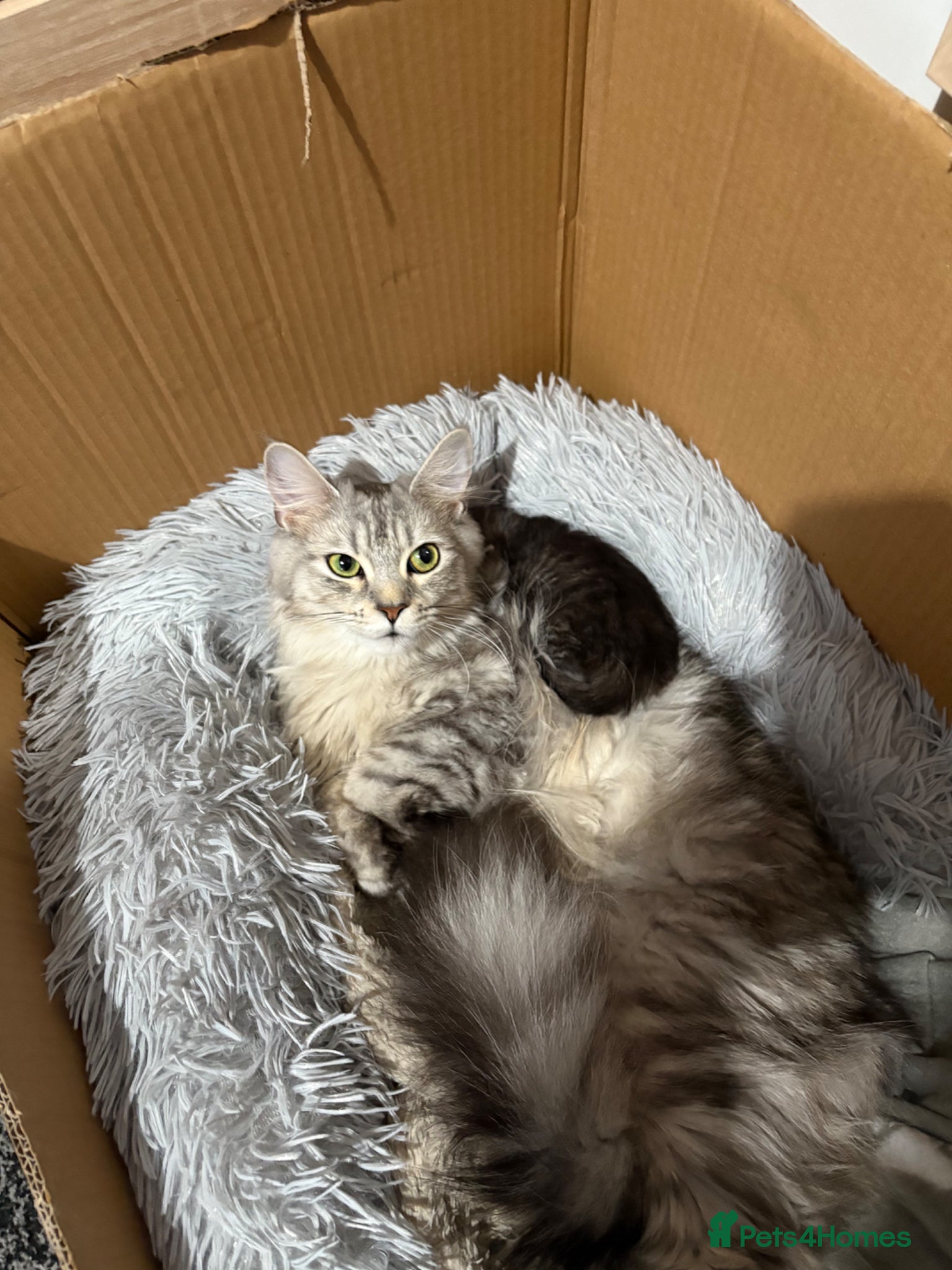 Maine Coon cats Maine coon mix kitten  - Advert 1