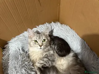 Maine Coon cats Maine coon mix kitten - Advert 1