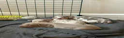 Miniature Dachshund dogs for sale: Gorgeous KC Miniature Dachshund Puppies  - Advert 3