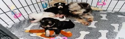 Miniature Schnauzer dogs for sale: 🐾 STUNNING KC REG MINIATURE SCHNAUZER 🐾 - Advert 14