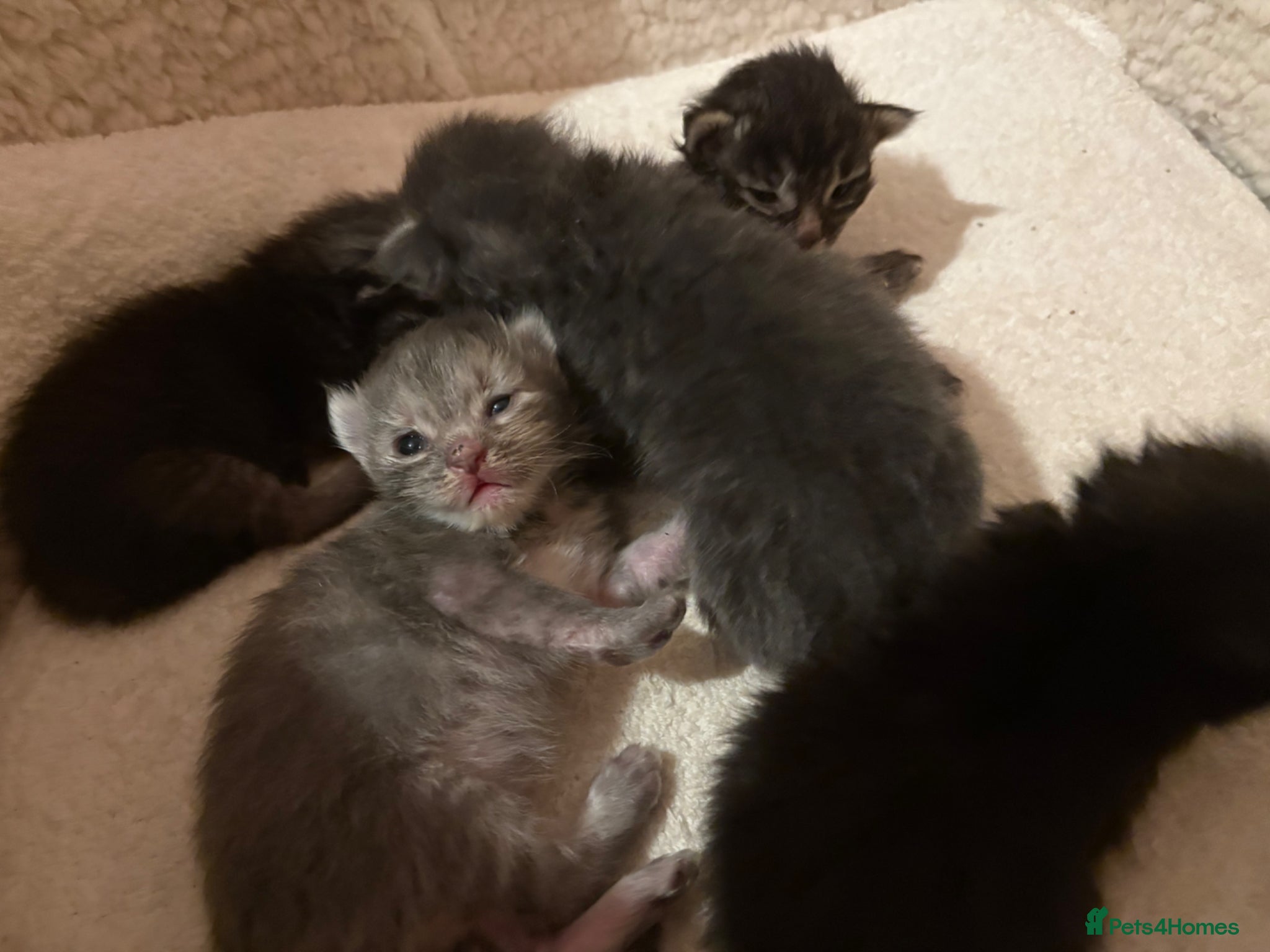 Ragcoon cats for sale: Ragcoon Kittens for sale - Advert 11
