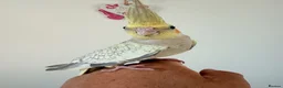 Cockatiels birds for sale: BEAUTIFUL BABY COCKATIELS NEW CAGES AVAILABLE  - Advert 17