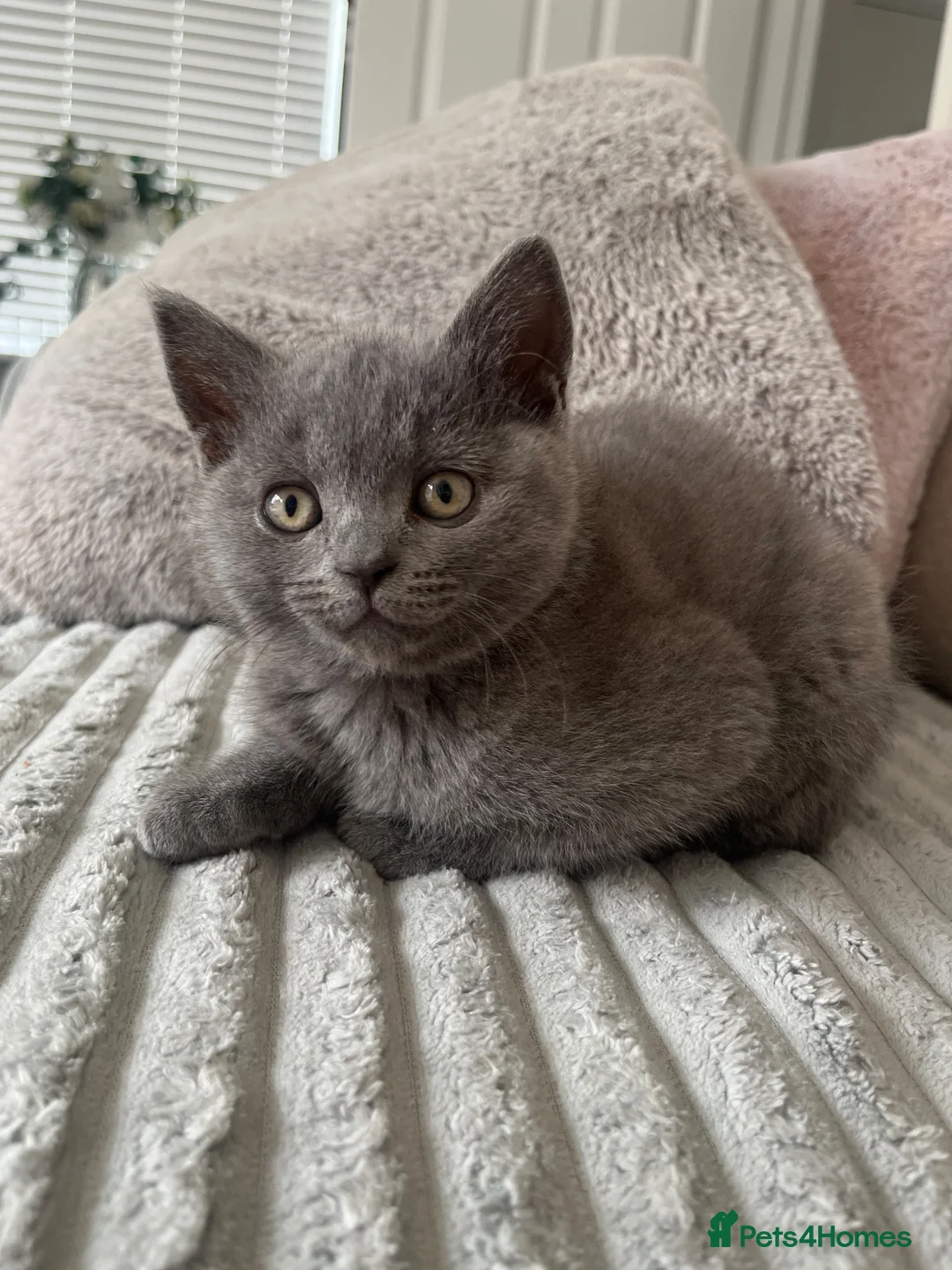 British Shorthair cats for sale: british shorthair - Advert 2