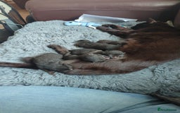 Maine Coon cats for sale: Last 2 beautiful Maine coon x males  - Image 3