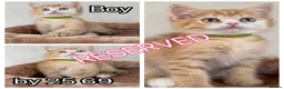 British Shorthair cats for sale: British Sh golden odd /blue eyed kittens GCCF  - Advert 9