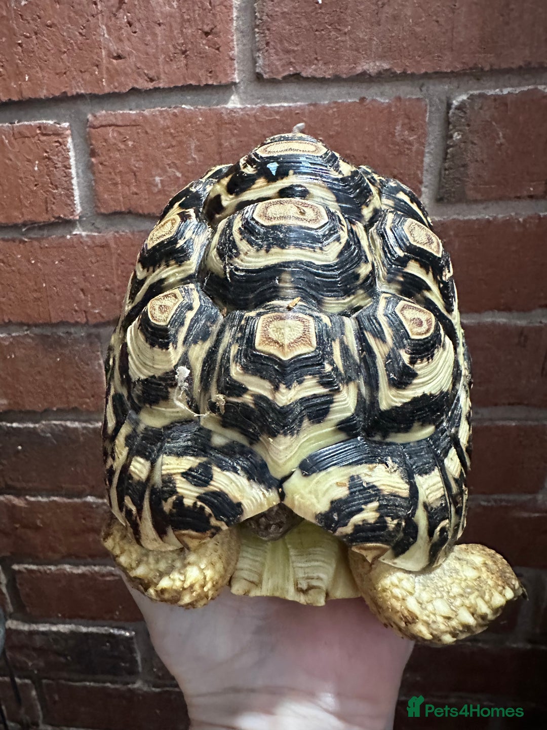 Tortoise reptiles for sale: Tortoise  - Advert 2