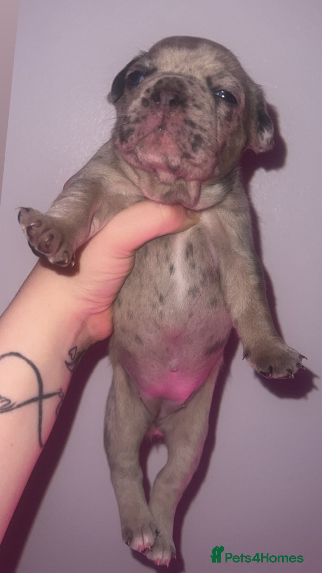 French Bulldog dogs for sale: French Bulldog Puppies  - Image 21
