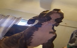 Mixed Breed dogs for sale: Presa/American Johnson bulldog - Image 27